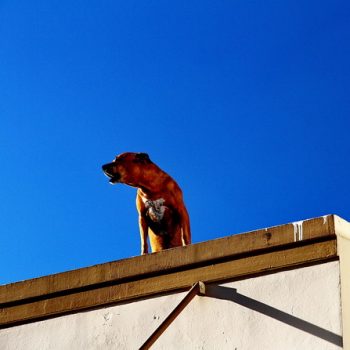 roofdog